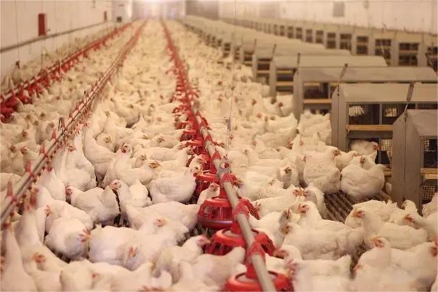 2022年中國禽飼料市場現(xiàn)狀及發(fā)展趨勢預(yù)測分析